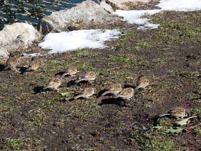 20051205スズメ.jpg