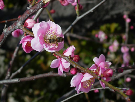 20060303.jpg