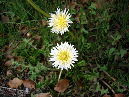 20060308シロバナタンポポ.jpg
