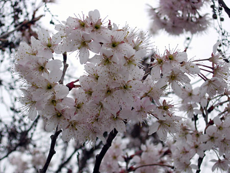 200603112サクラ2.jpg