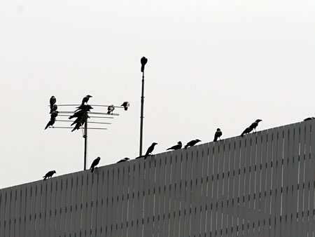 20060320ハシブトガラス.jpg