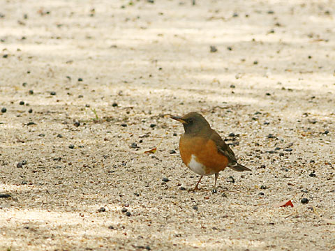 20060323アカハラ.jpg