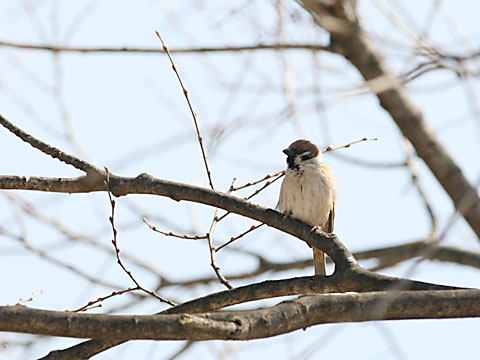 20060324スズメ.jpg