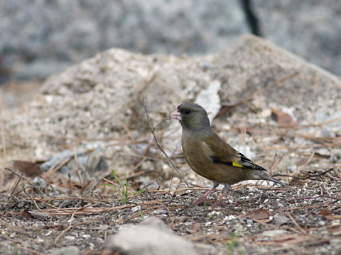 20060327カワラヒワ.jpg