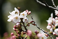 20060329サクラ.jpg