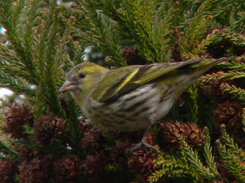 20060401マヒワ.jpg