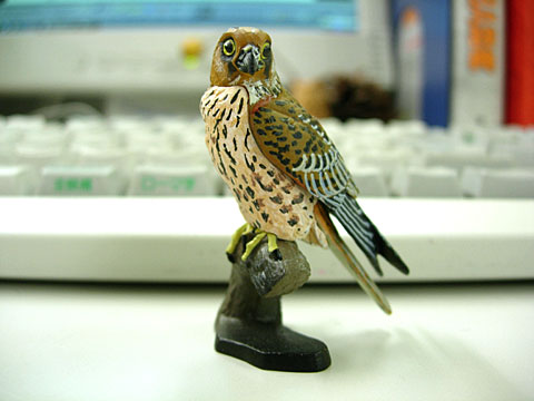 20060510チョウゲンボウ.jpg