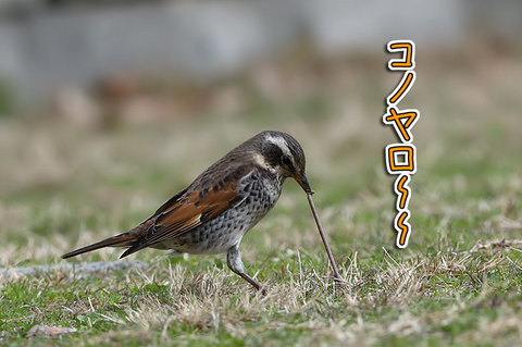 見つかったら最後、ミミズは逃れられない