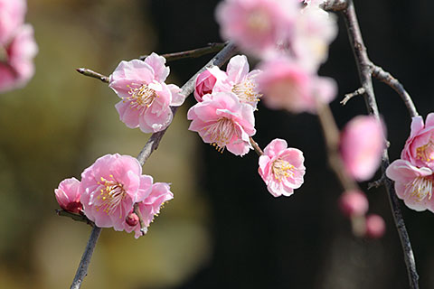 梅
