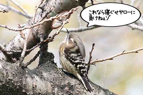 亜種ネグセコゲラ