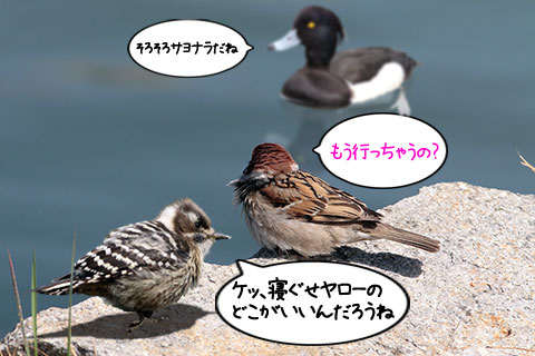 スズメとキンクロハジロ
