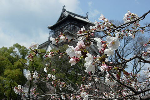 20080401広島城さくら
