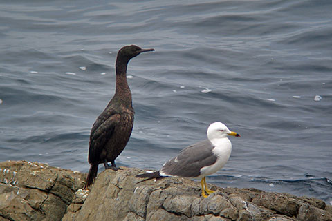ヒメウとウミネコ