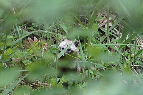 タヌキ