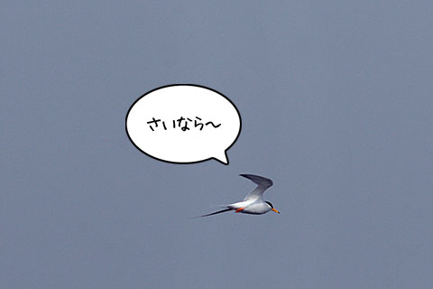 コアジサシ