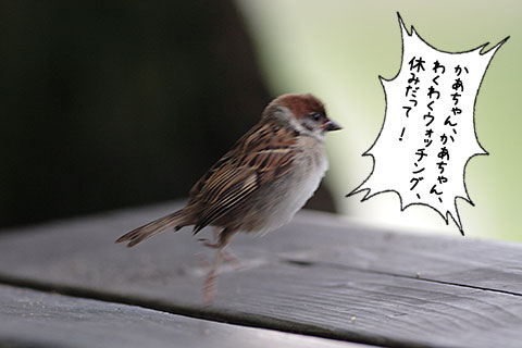 子スズメ01