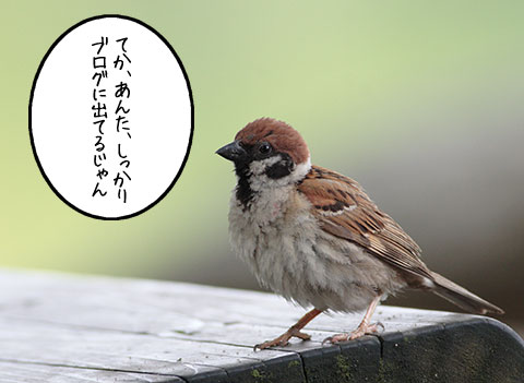スズメ