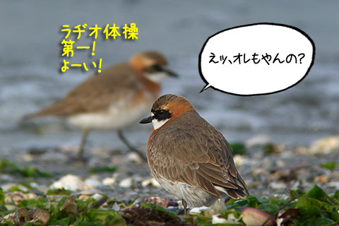 ラヂオ体操01