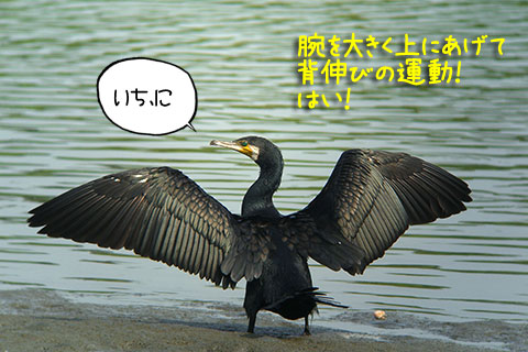 ラヂオ体操02