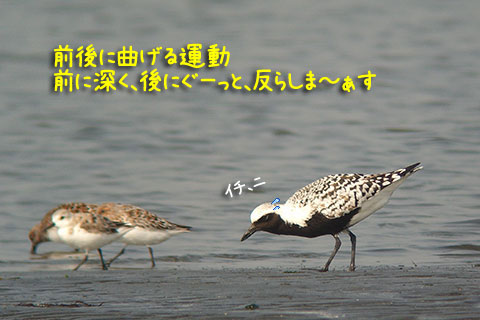 ラヂオ体操06