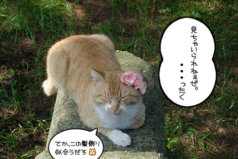 ネコ物語05