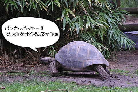 スピード社製水着03