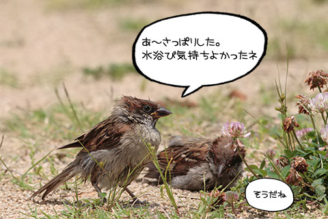 砂浴び01-01