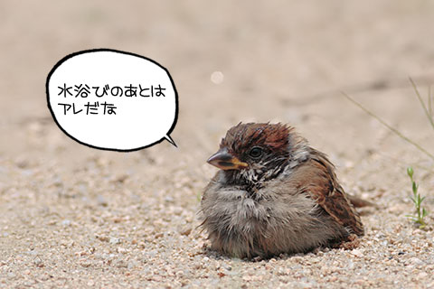 砂浴び01-02