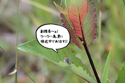 バッタ02
