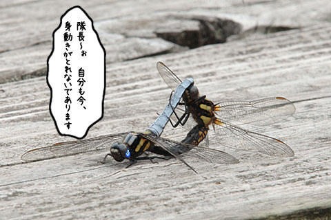 シオカラトンボ