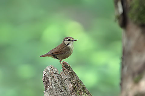ヤブサメ