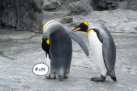 キングペンギン