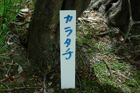 カラタチ