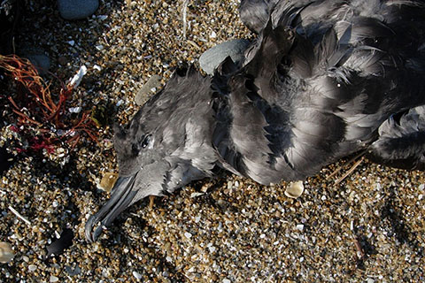 ハシボソミズナギドリの死骸