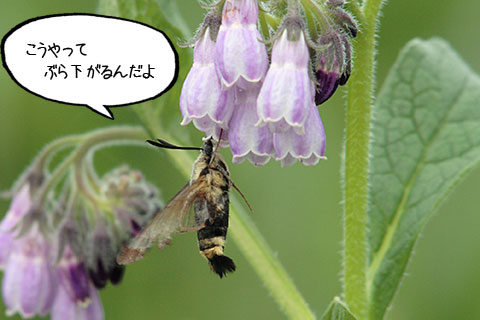 蜜吸い02