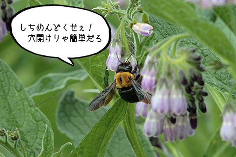 蜜吸い03