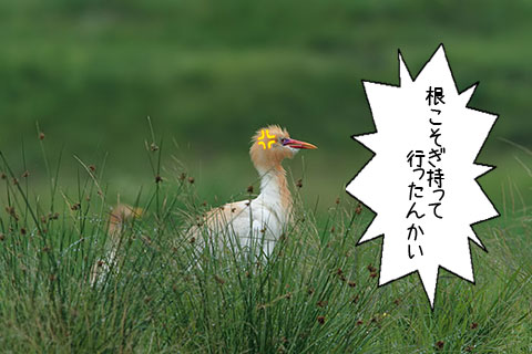 アマサギ