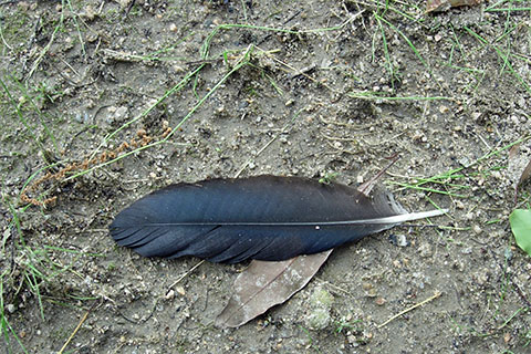カラスの羽根