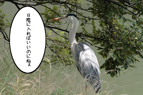 アオサギ
