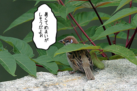 スズメ