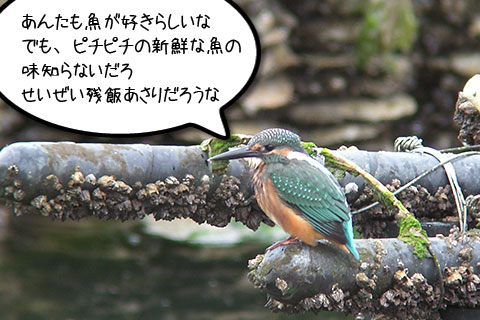 カワセミ