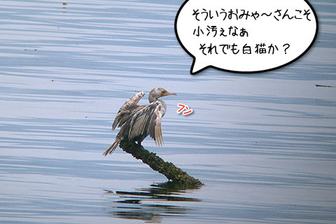 白いカワウ