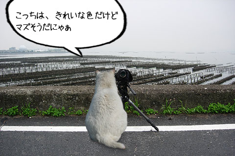 ノラネコ02