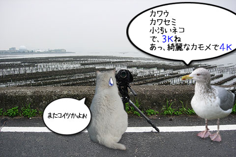ノラネコ03