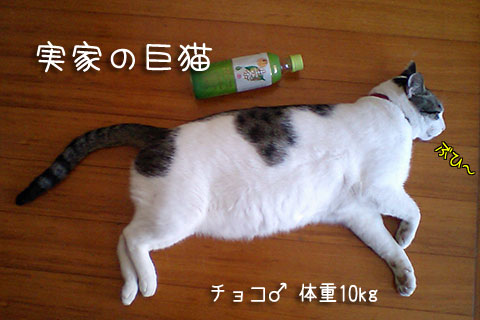チョコ