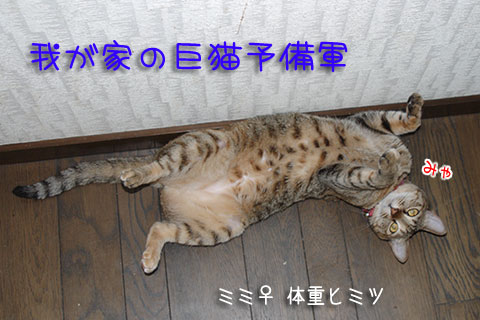 ミミ