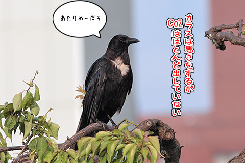ムナ次郎