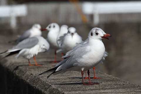 ユリカカモメ