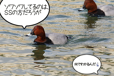 ホシハジロ