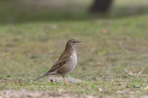 シロハラ♀